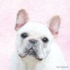 flat750x075f pad750x750f8f8f8 15 - French Bulldog Gifts Store